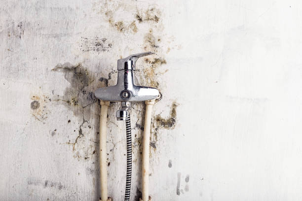 Best Best Mold Removal Companies  in Gleason, TN