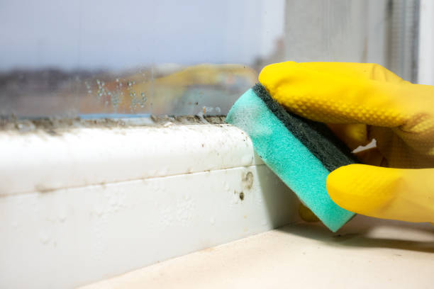 Professional Mold Removal in Gleason, TN