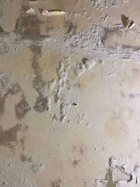 Best Mold Testing  in Gleason, TN
