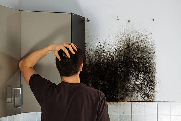 Best Home Mold Removal  in Gleason, TN