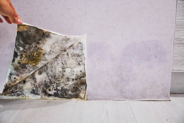 Best Toxic Mold Removal  in Gleason, TN